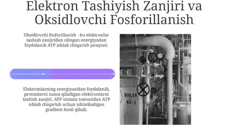 Metabolizm jarayonida energiya hosil boʻlish va sarflanishi 4
