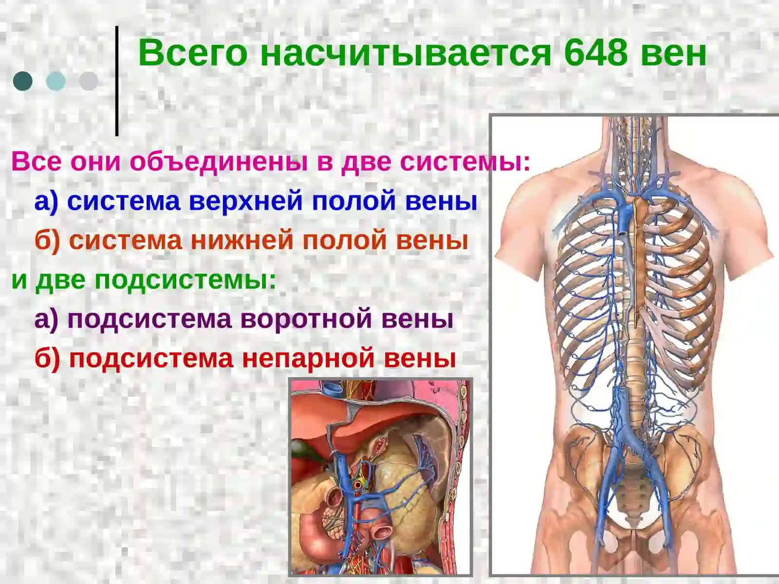 Анатомия венозной системы 4