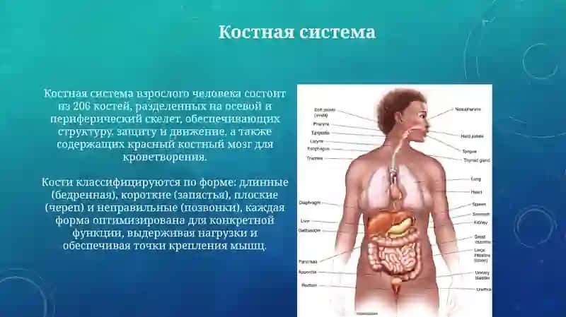 Анатомия человека 4