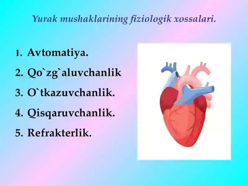 Yurakning gemodinamik vazifasi 4