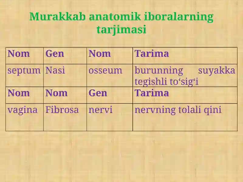 Murakkab anatomik iboralarning tarjimasi 4