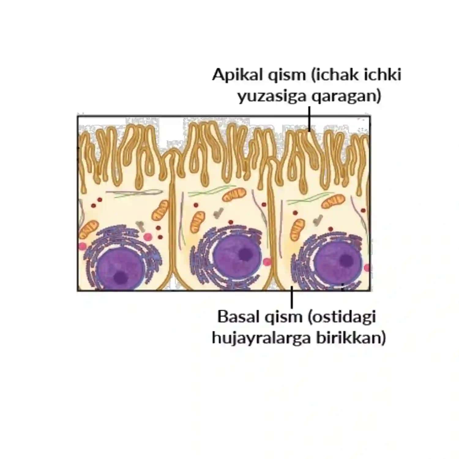 Toʻqima turlari 4