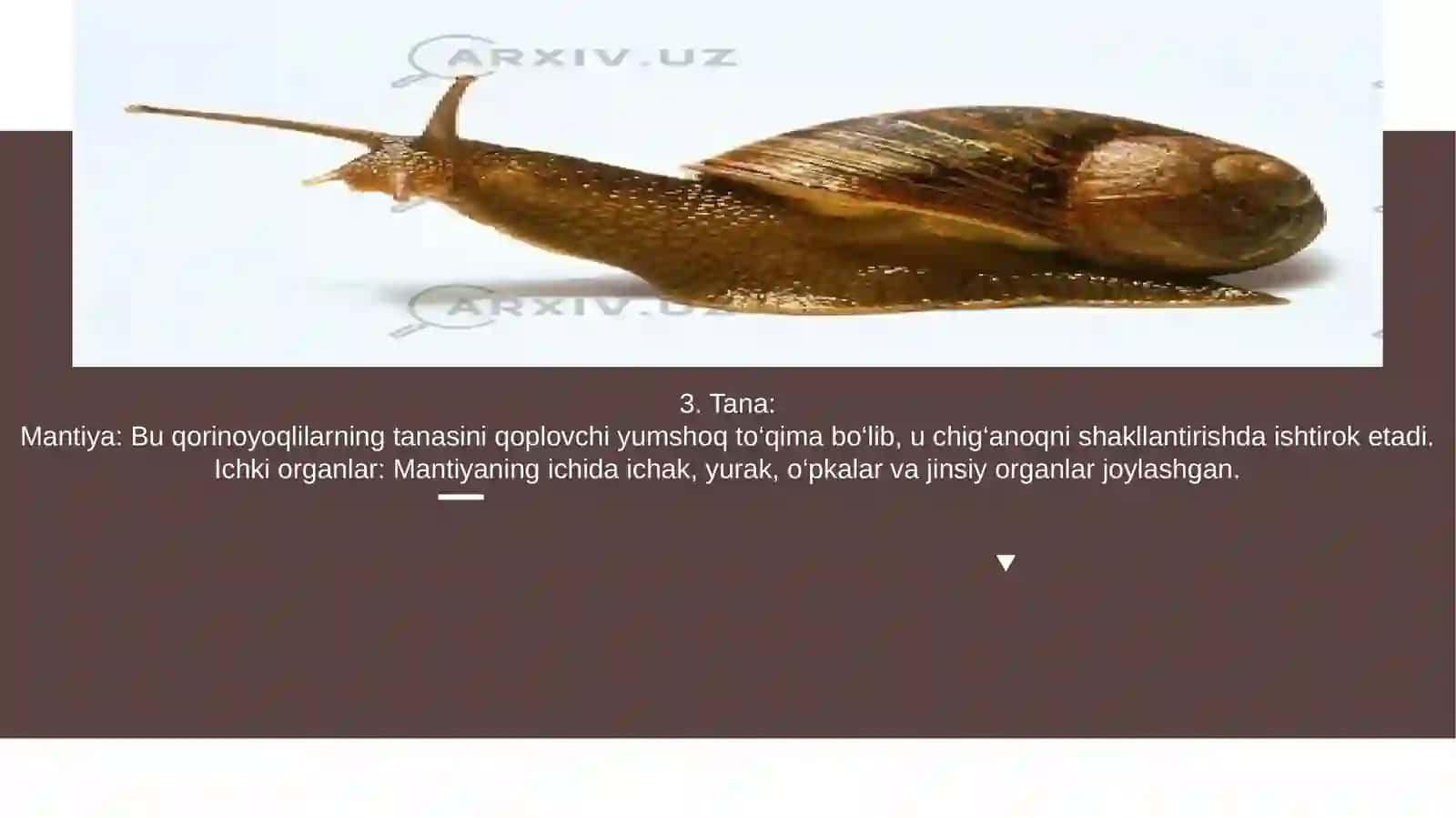 Qorinoyoqlilar (Gastropoda) 4