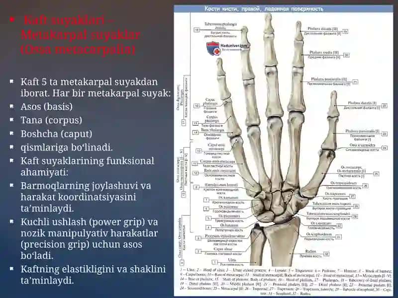Qo‘l suyaklarining variantli anatomiyasi, rivojlanish nuqsonlari 4