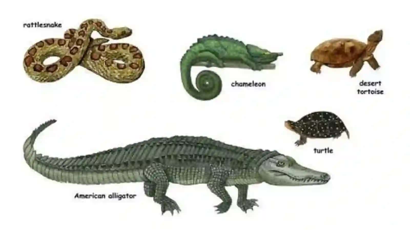 SUDRALIB YURUVCHILAR(REPTILIA)SINFI 4