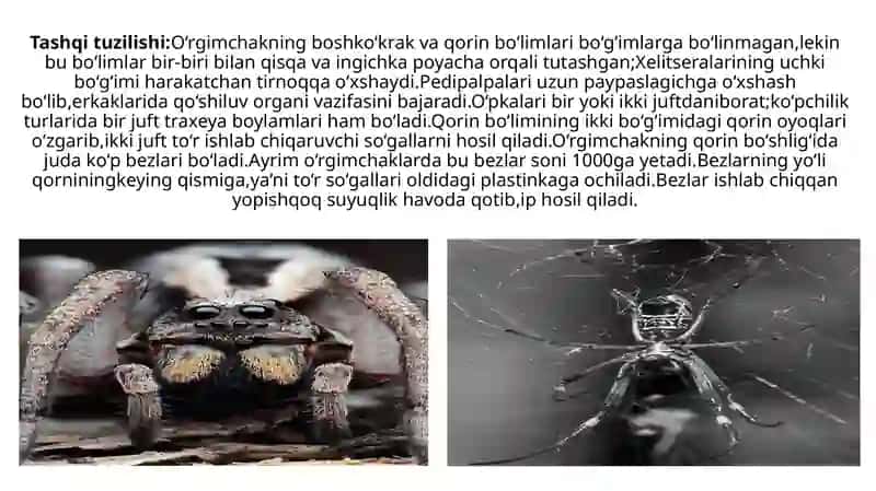 O‘rgimchak (Araneus diadematus) 4