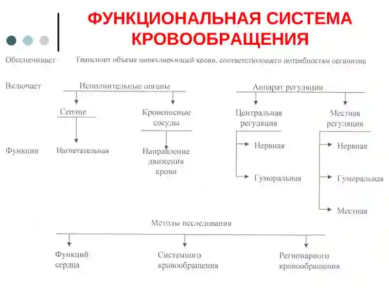 ИССЛЕДОВАНИЕ ФИЗИОЛОГИЧЕСКИХ СВОЙСТВ СЕРДЦА 4