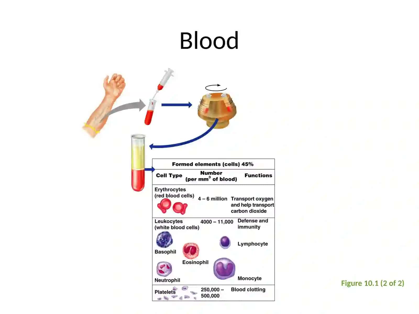 Blood 4