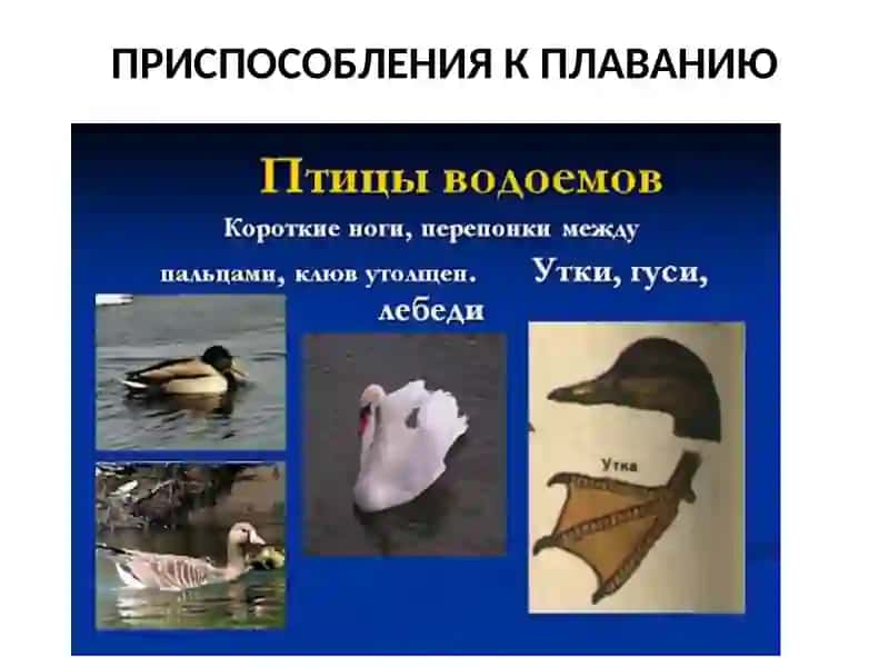 ВОДНО-БОЛОТНЫЕ ПТИЦЫ 4