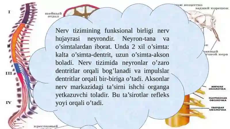 Markazi nervtizimining funksional anatomiyasi 4