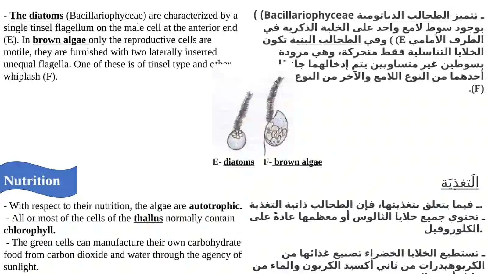 Algal flagella(Part one) 4