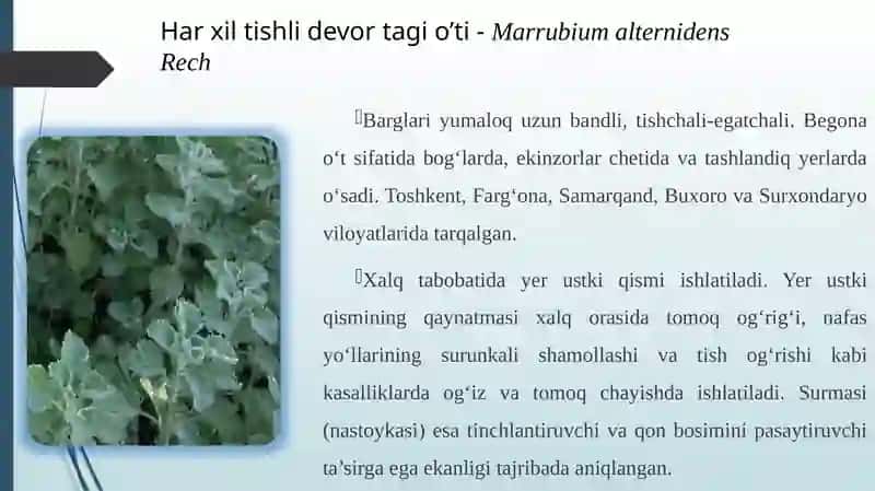 Yalpizdoshlar oilasining dorivor vakillari 4