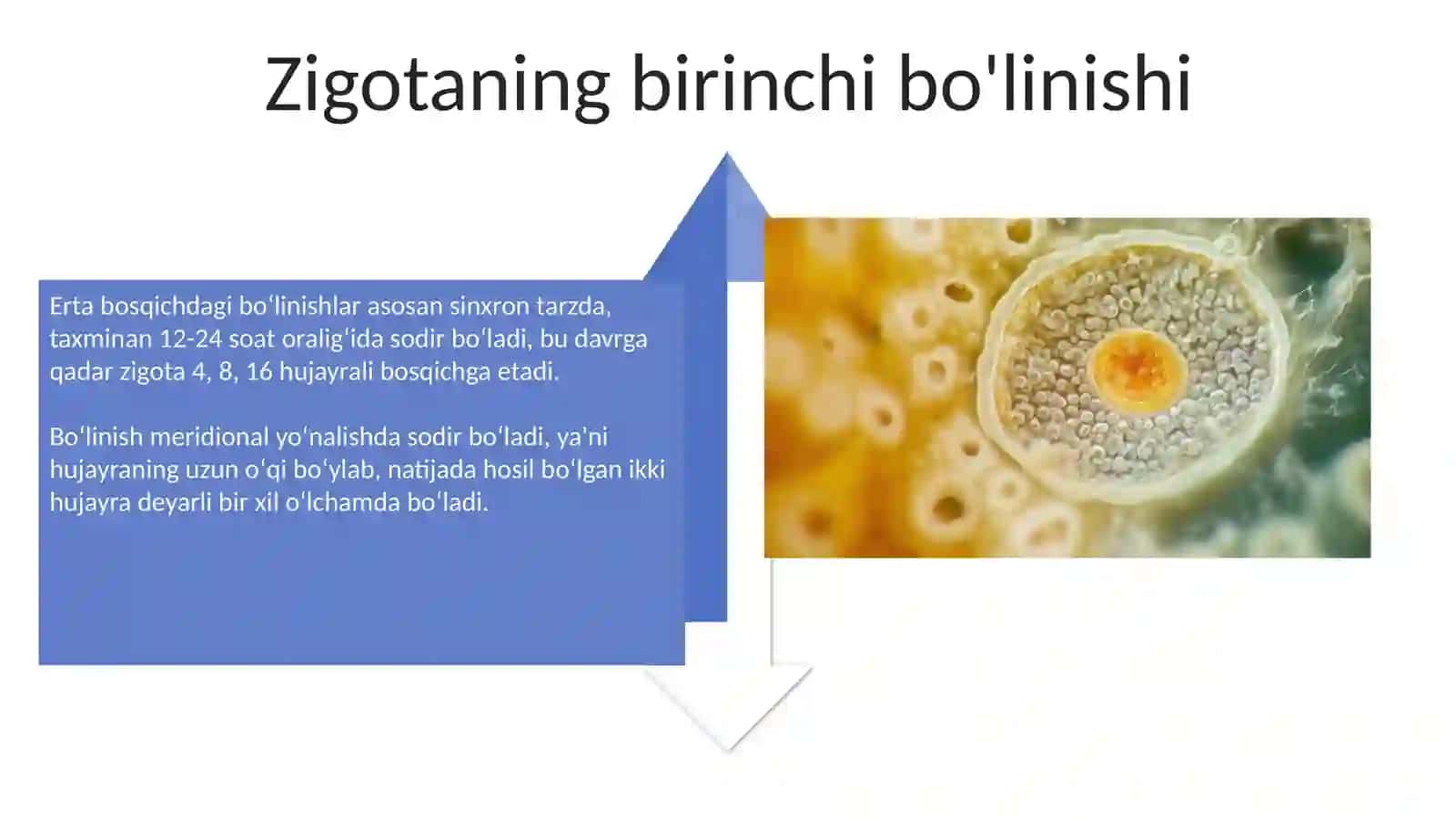Inson embriologiyasi 4