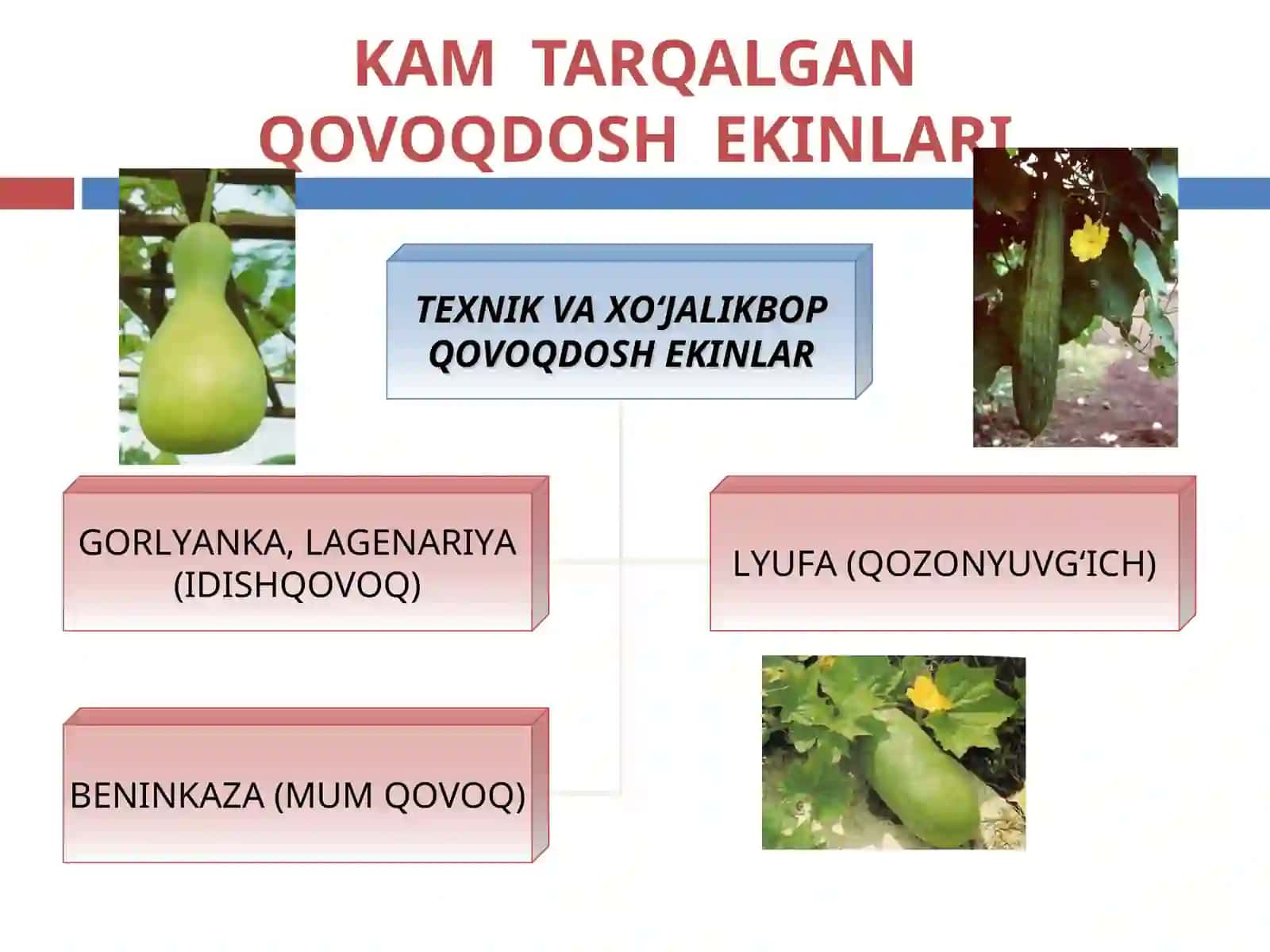 Texnik qovoqdosh ekinlari 4