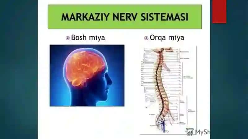 Ruziyeva Gavharijodidan lavha 4