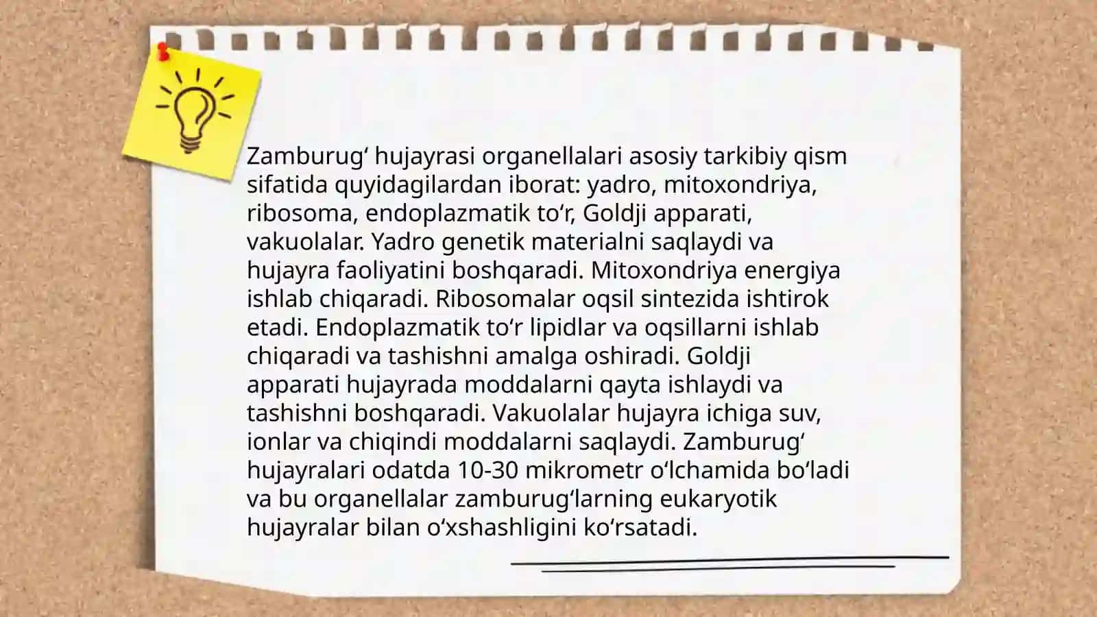 Zamburug'lar hujayra devori 4