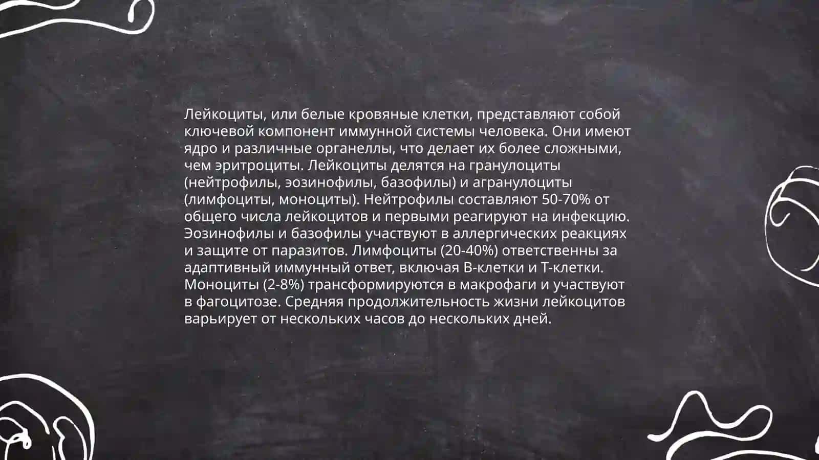Образование лейкоцитов 4