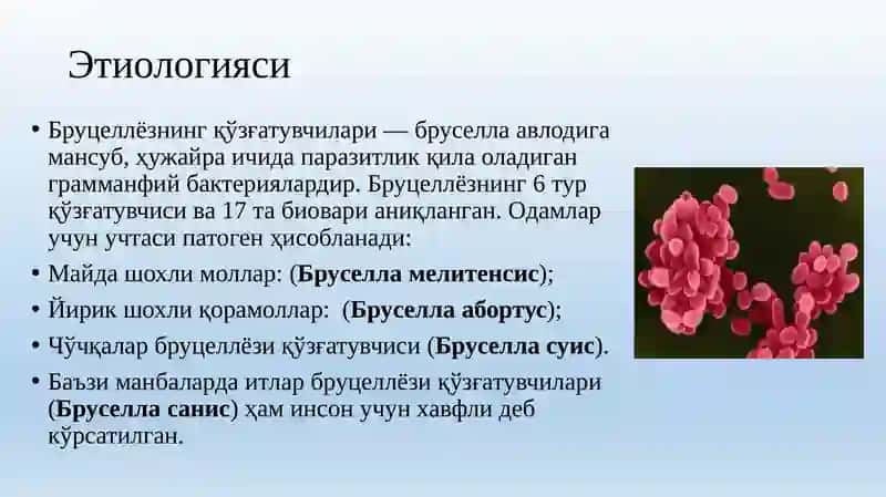 Бруцеллёз 4