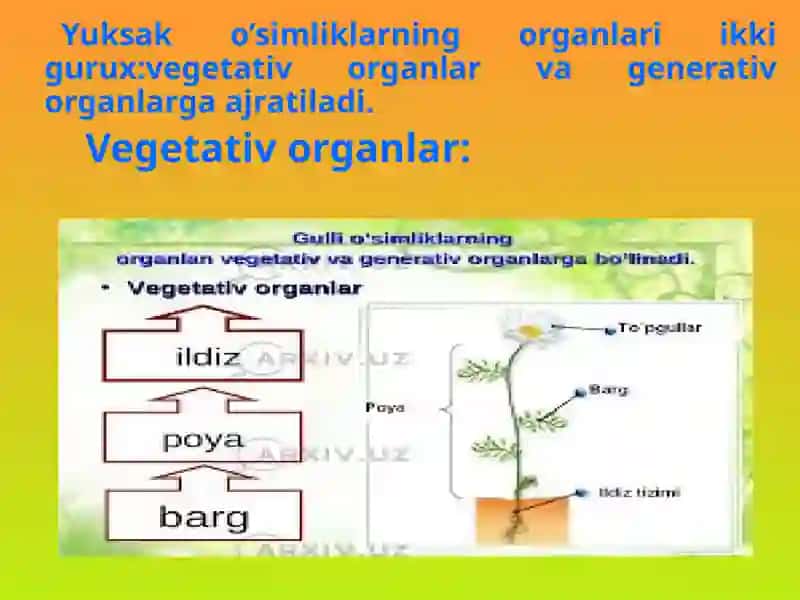 O’simliklar filogenezi 4