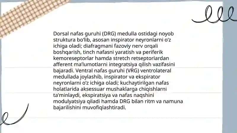 Nafas markazining nerviy boshqarilishi 4