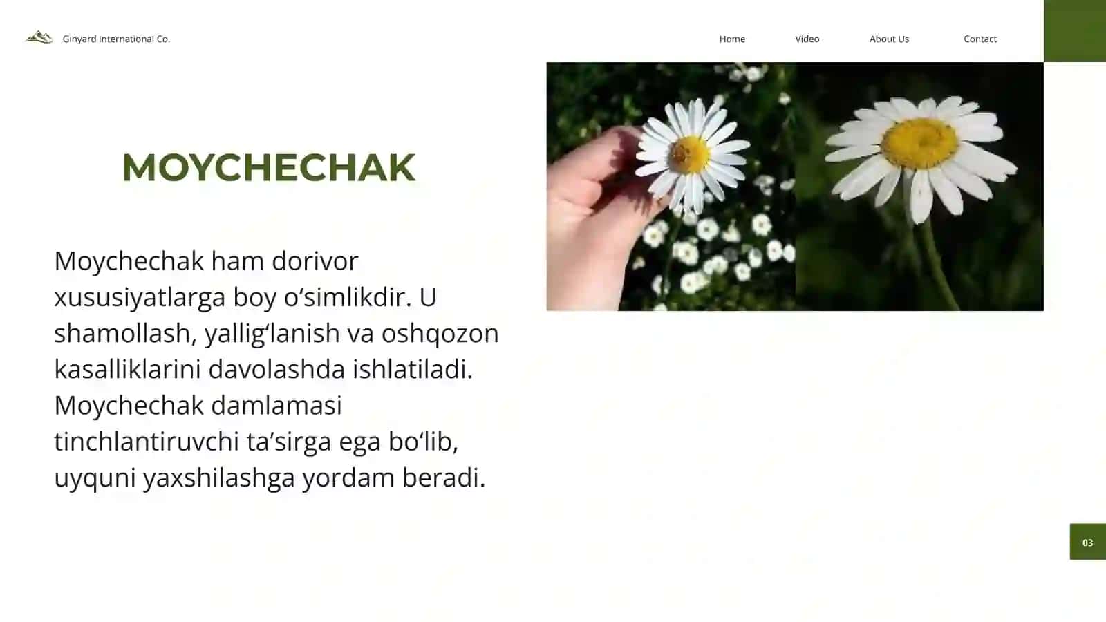 O’zbekistonda uchraydigan o’simliklar 4