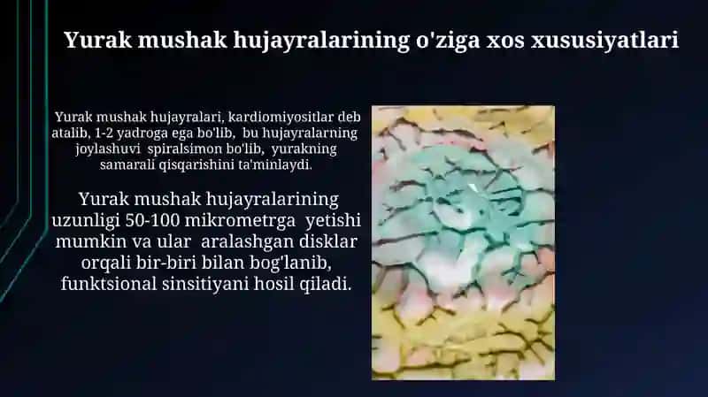 Yurakning gistologik tuzilishi 4