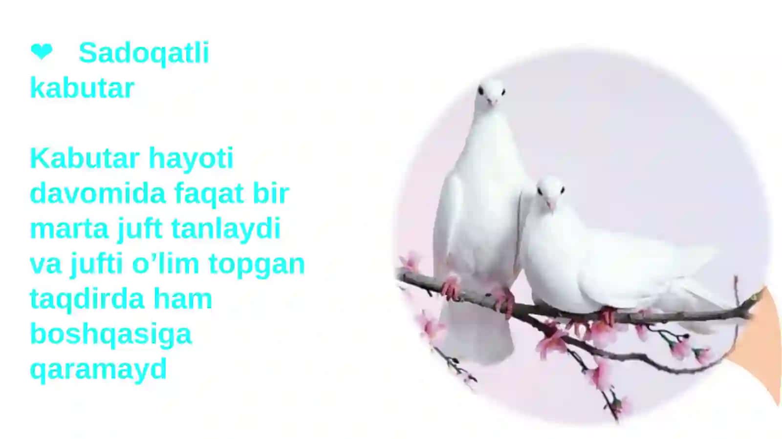 BOSHQOTIRMALAR VA UNING TURLARI 4