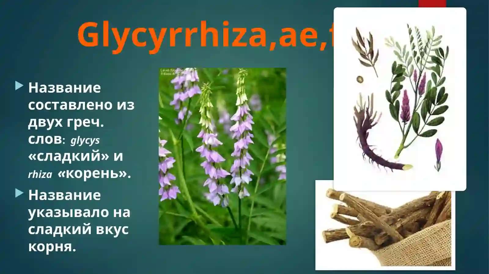 Лекарственные растения. 4