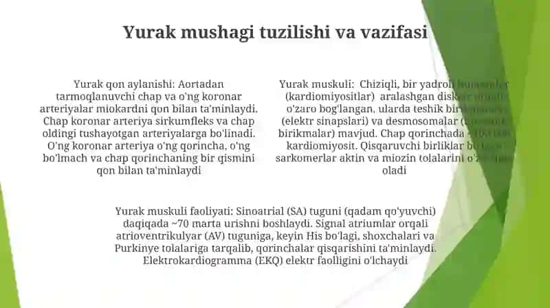 Yurak qon aylanishi yurak mushaklari 4