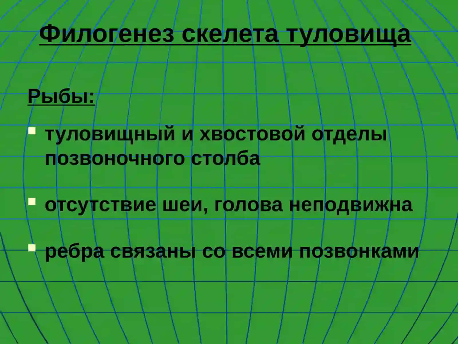 Осевой скелет 4