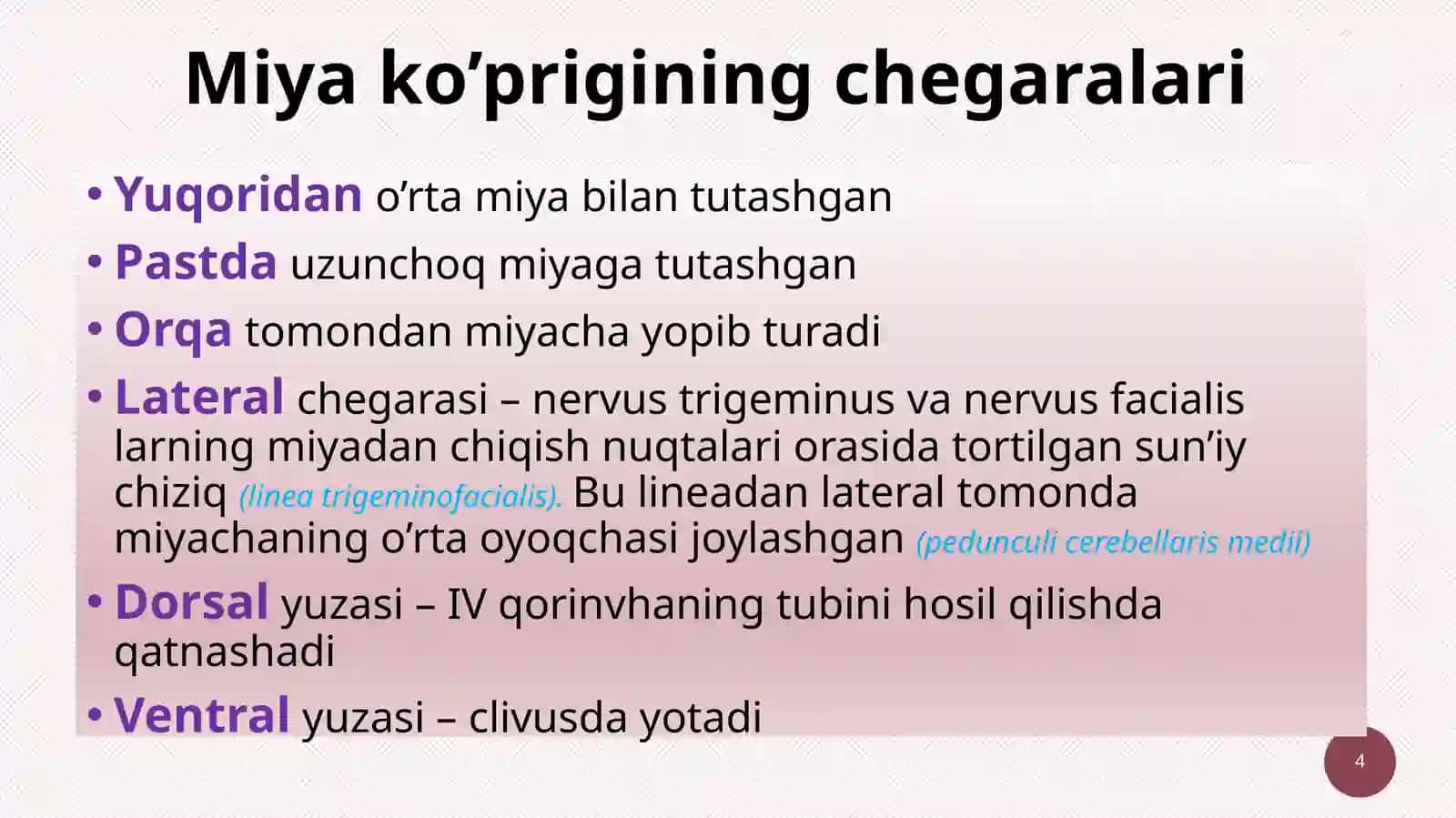 Miya ko’prigi (pons) va miyacha (cerebellum) 4