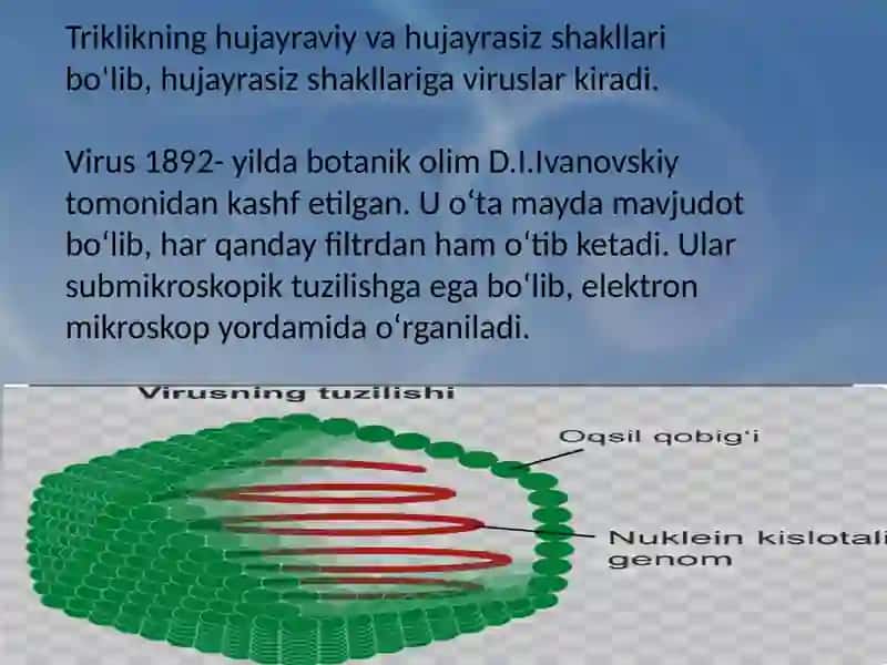 Sitalogiya, Viruslar, Prakariotlar 4