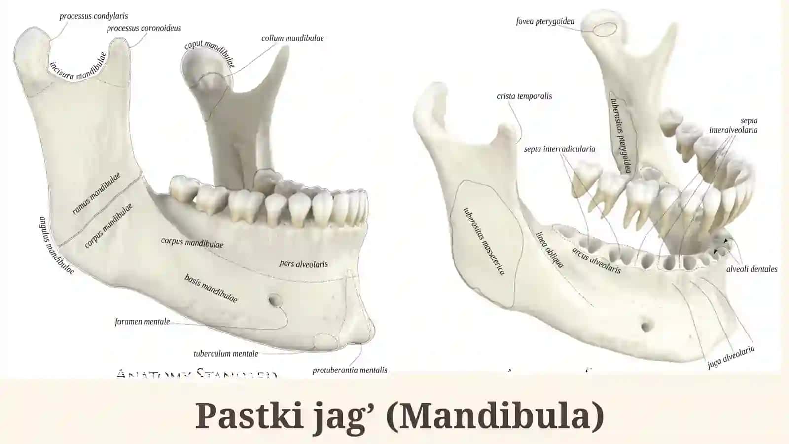 Chakka, Yuqori va pastki jag’ natomiyasi 4