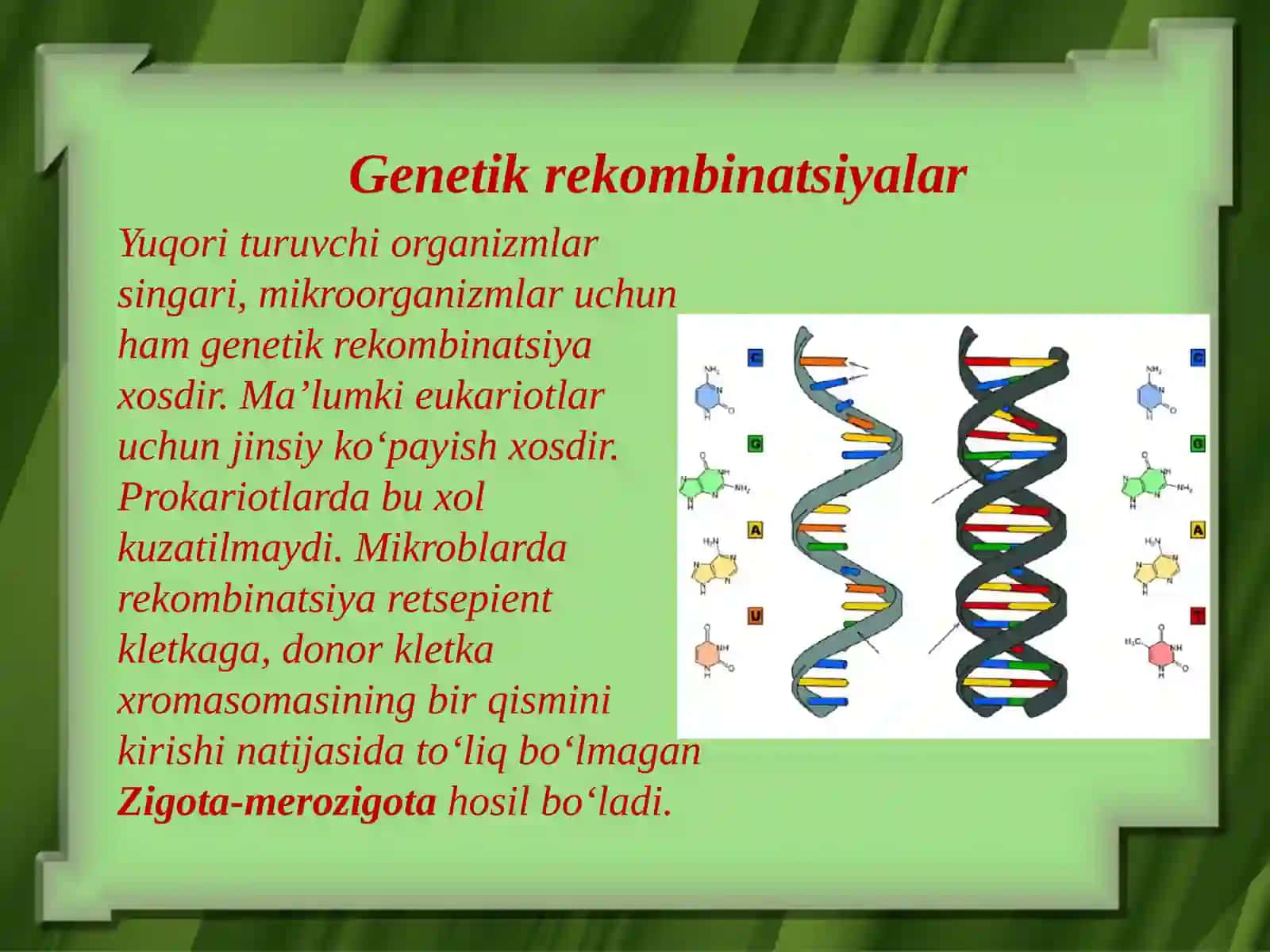 Mikroorganizmlar genetikasi mikroorganizmdagi o’zgaruvchanlik va ulardan tibbiyotda foydalanish 4