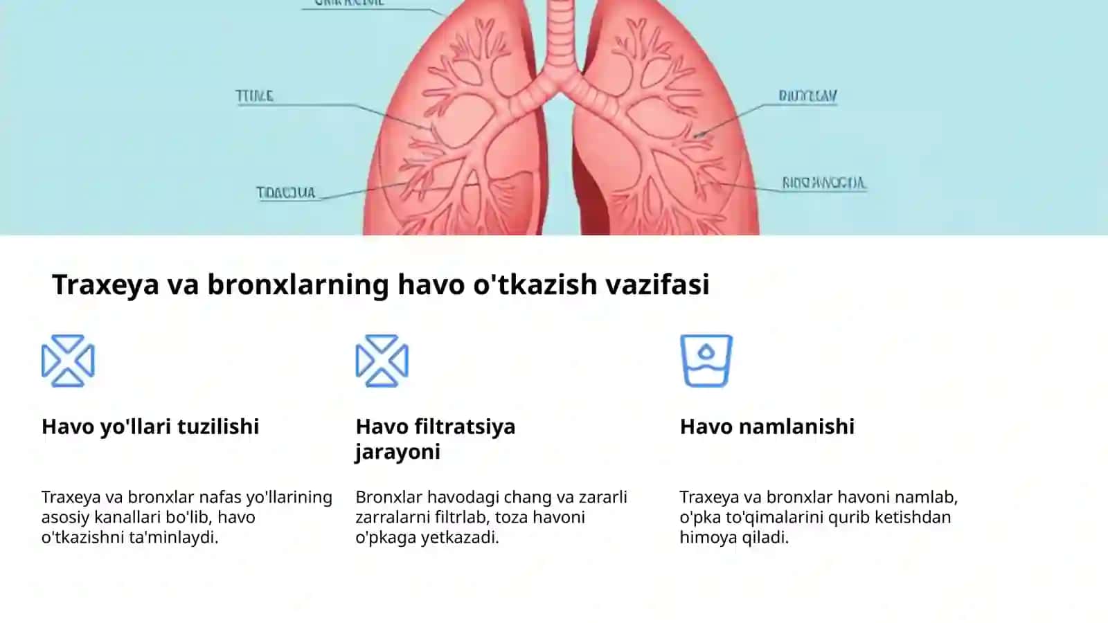 Nafas olish tizimi: hayot manbai 4