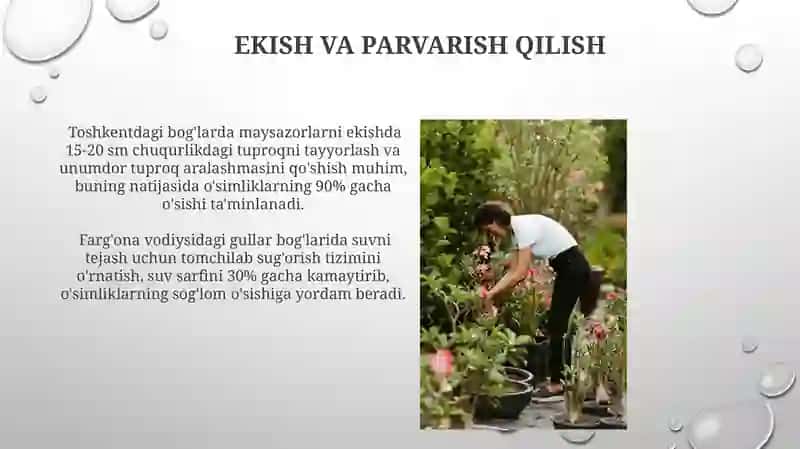 Maysazorlar va gulzorlar yaratish 4