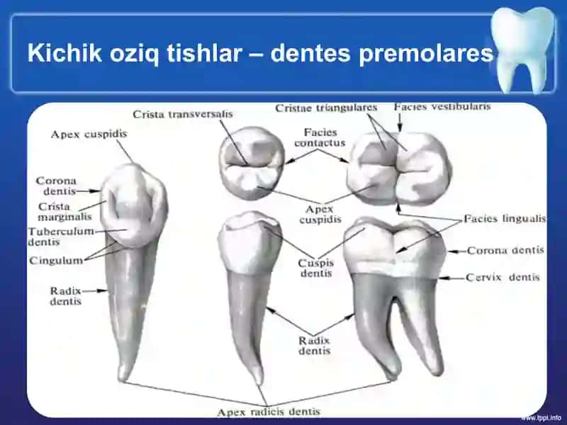 Kichik oziq tishlar – Premolyar tish 4