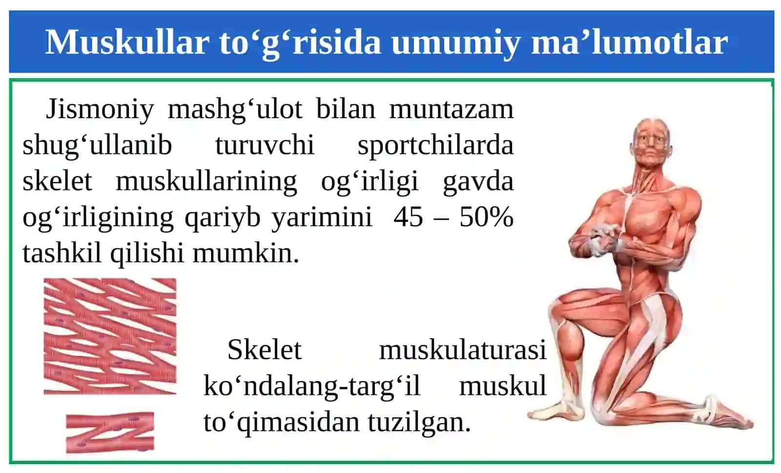 Miologiya-muskullar sistemasi.  ODAM ANATOMIYASI 4