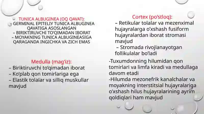 Ayollar jinsiy sistemasi 4