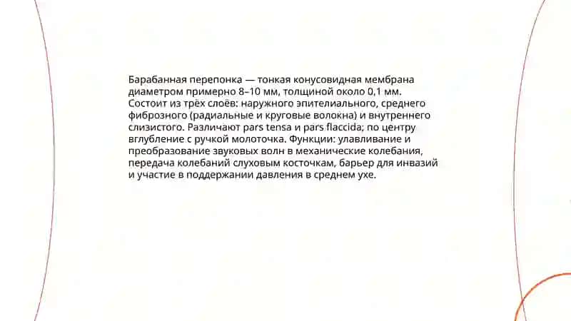 Органы слуха и обоняния 4