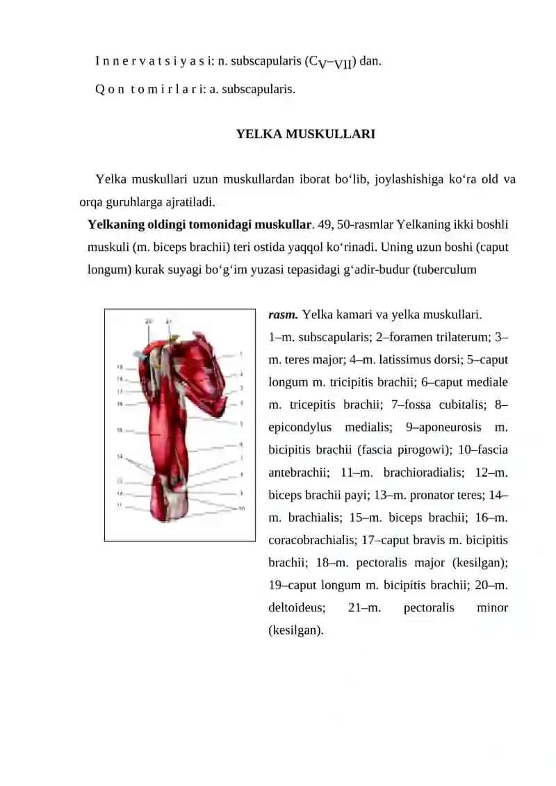 Yelka kamari muskullari 4