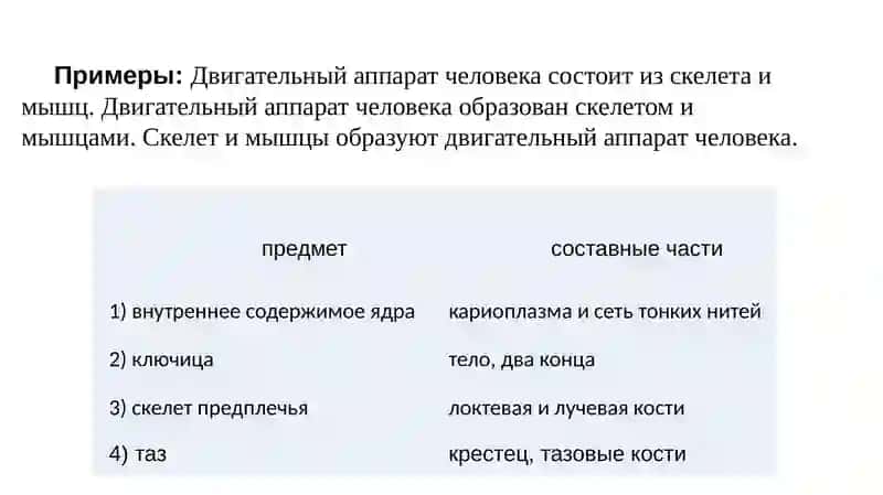 Строение и состав кожи 4