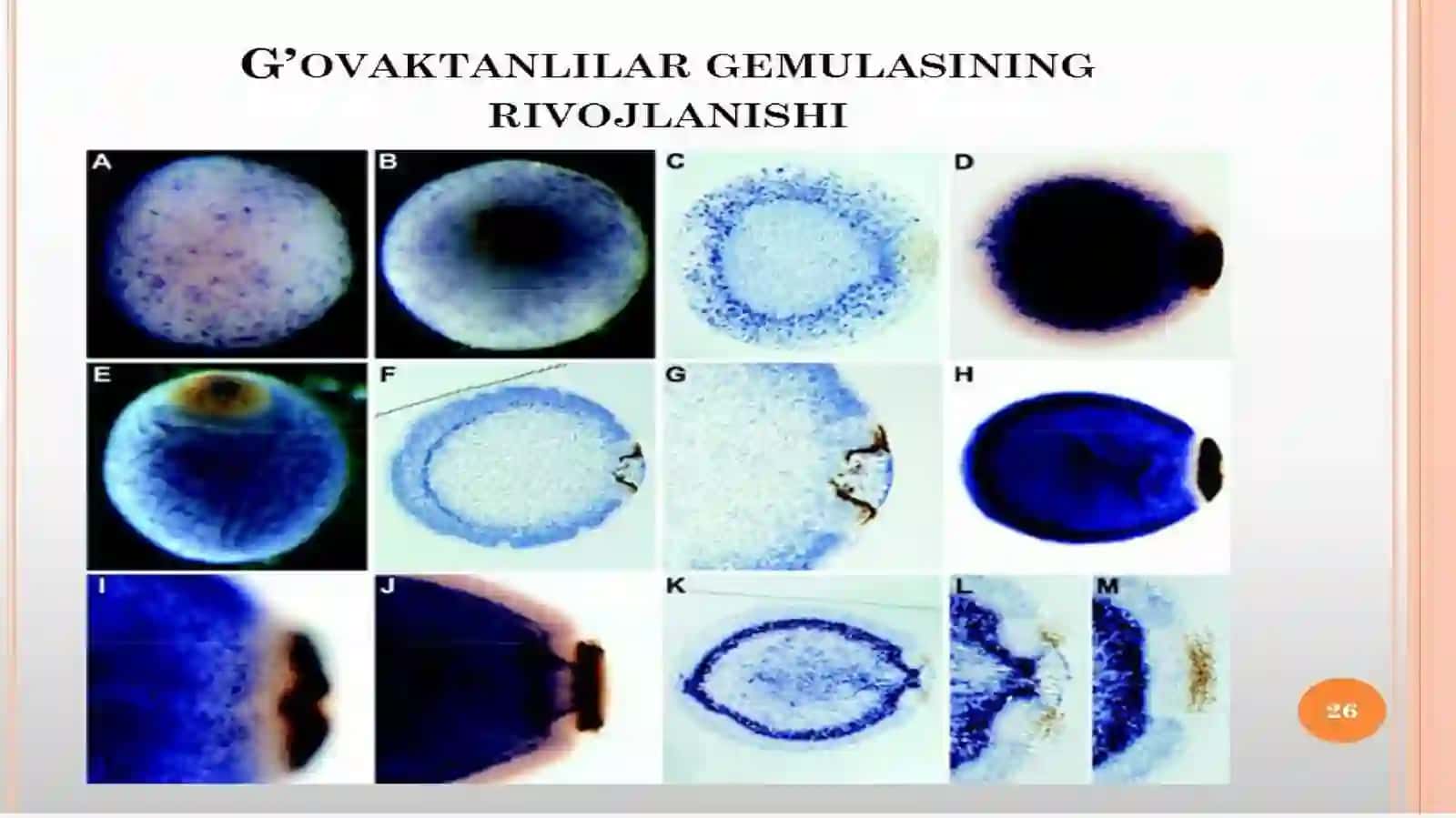 G’ovaktanlilar gemulasi 4