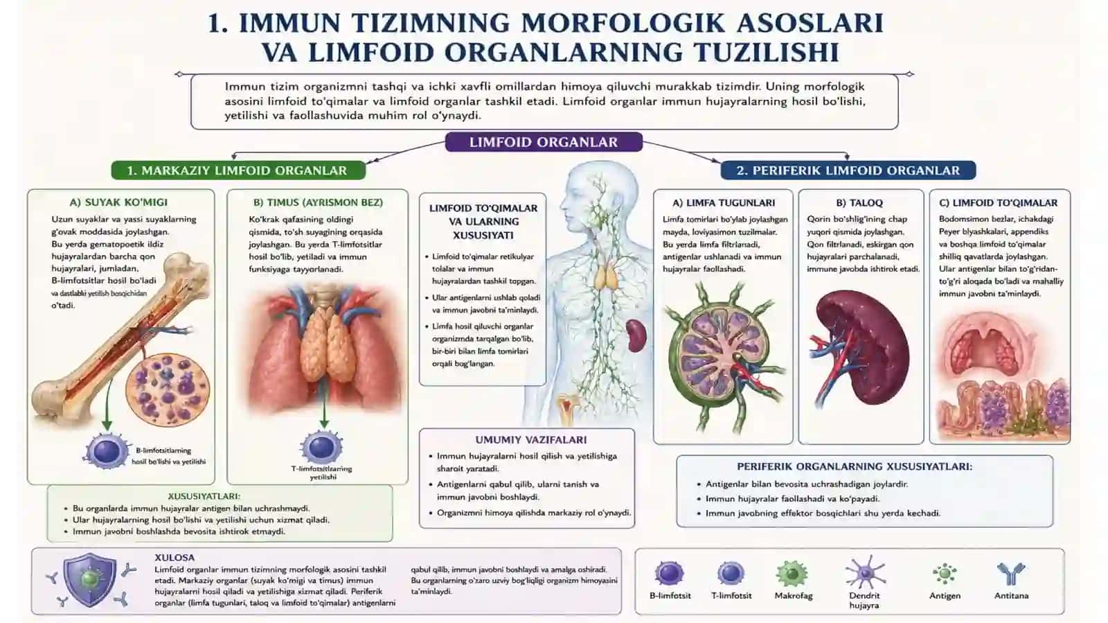 Immunjarayonlarning morfologik asoslari 4