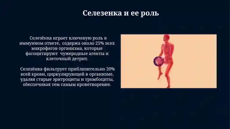 Лимфатические система 4