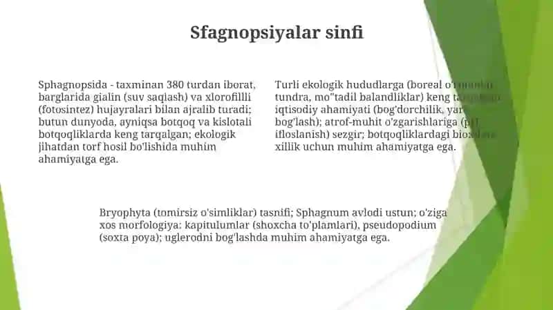 Mox oʻsimliklar 4