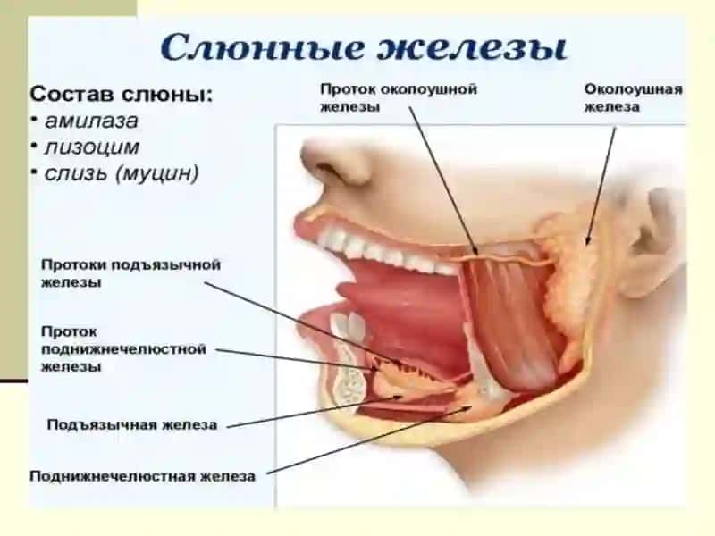 ВОСПАЛИТЕЛЬНЫЕ ЗАБОЛЕВАНИЯ СЛЮННЫХ ЖЕЛЕЗ, СЛЮННОКАМЕННАЯ БОЛЕЗНЬ, РЕТЕНЦИОННЫЕ КИСТЫ МАЛЫХ СЛЮННЫХ ЖЕЛЕЗ, НЕОДОНТОГЕННЫЕ ВОСПАЛИТЕЛЬНЫЕ ЗАБОЛЕВАНИЯ 4
