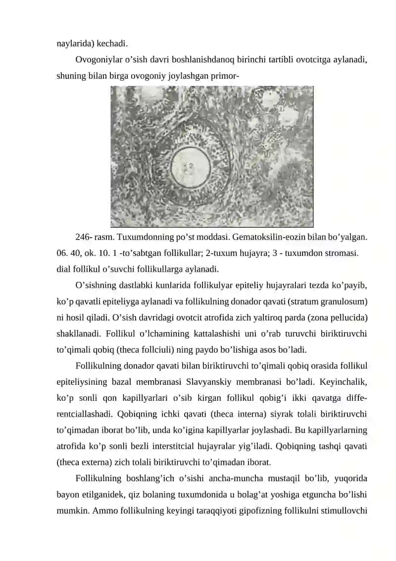Ayollar jinsiy a’zolari 4