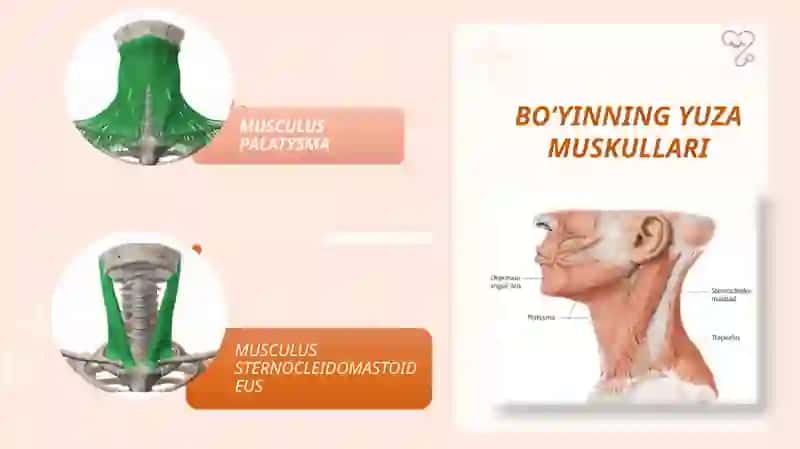 Boʻyin va bosh muskullari 4