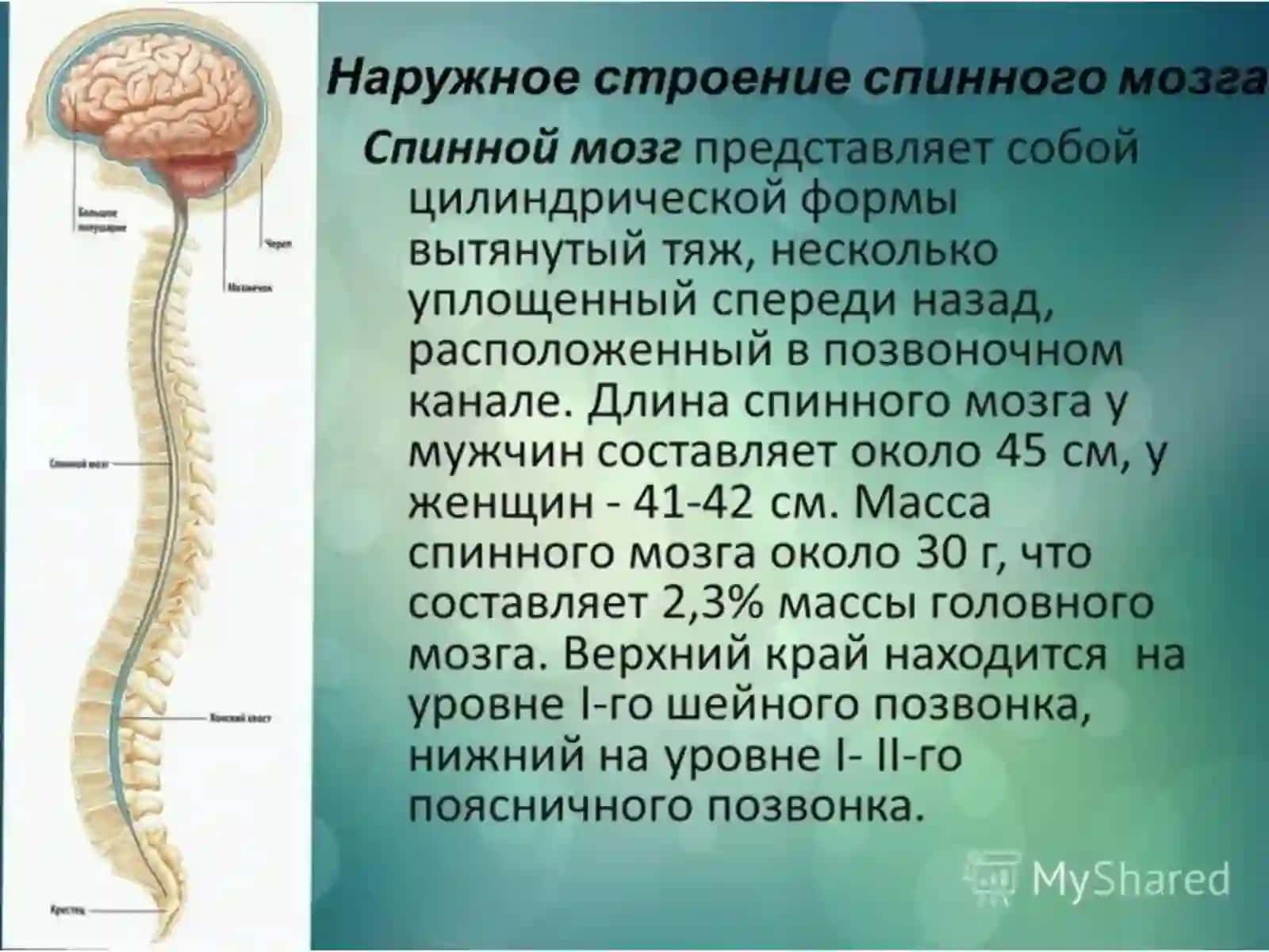 Кора головного мозга.Мозжечок 4